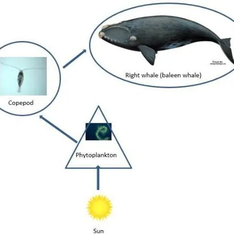 thumbnail for publication: Cetaceans 4 Grade Curriculum—Lesson 8: Food Chains
